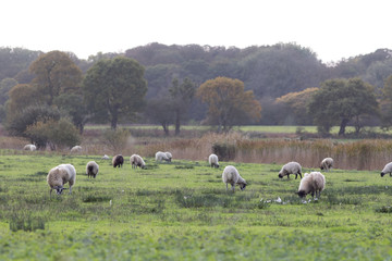 English agriculture. Sheep grazing in country field.