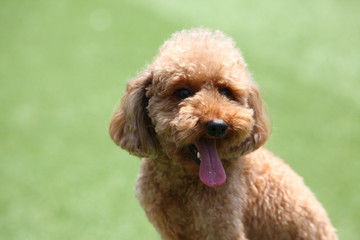 Happy puppies in a private playground