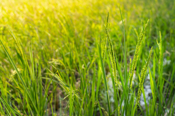 Paddy rice plant in the farm field in Asia
