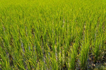 Obraz premium Paddy rice plant in the farm field in Asia