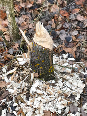 Tree gnawed by beavers near the river. Close up. © Aliaksandr