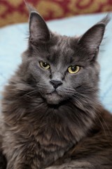 Large gray domestic cat with yellow eyes.