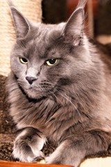 A luxurious gray cat sits near a claw-tip in an apartment.