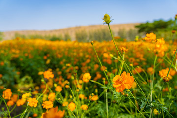 Blooming yellow flower in the field in spring or summer