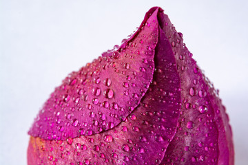Closed rose bud covered with water drops on white background - closeup
