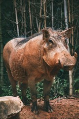 warthog in zoo