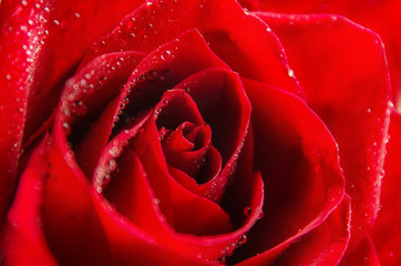 Macro image of dark red rose with water droplets. Romantic background.