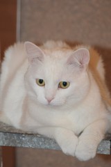 Fototapeta na wymiar Close-up portrait of a white cat with yellow eyes