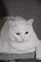 Close-up portrait of a white cat with yellow eyes