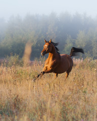 Chestnut arabian horse runs free across the field in the summer