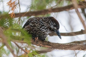 The Spotted nutcracker sitting on the branch