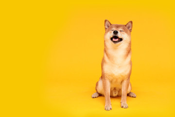 Happy shiba inu dog on yellow. Red-haired Japanese dog smile portrait - obrazy, fototapety, plakaty