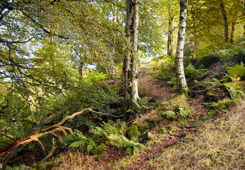 Fototapeta premium autumn woodland scene with a hillside path between trees with orange leaves and ferns with fallen branches and moss covered rocks
