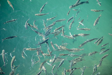 Shoal of fish in seawater, many sea fishes top view, fry in the sea, sea fishes on the water surface, small fish on the surface of the sea water aquamarine azure reflection turquoise blue abstract