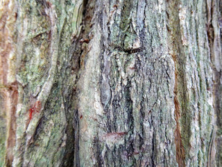 Close up look of tree branch