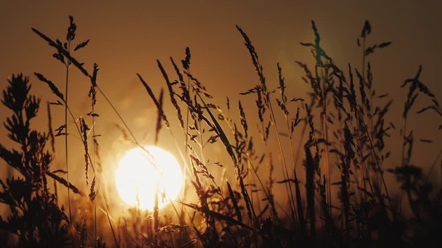 The disk of the setting sun through the grass in the foreground