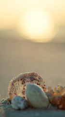 corals and shells lying on white sand beach, salvage corals, underwater life in the maldives