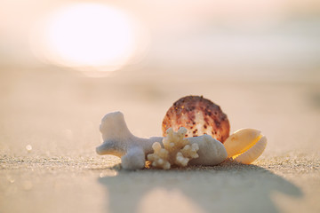 corals and shells lying on white sand beach, salvage corals, underwater life in the maldives