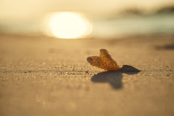 corals and shells lying on white sand beach, salvage corals, underwater life in the maldives