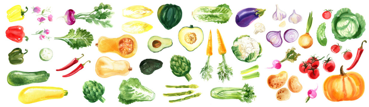 Watercolor vegetables on a white background. Turnip, squash, artichoke, tomatoes, chili, zucchini, sweet peas, pumpkin, radish