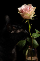 Cat nosing pink rose in vase