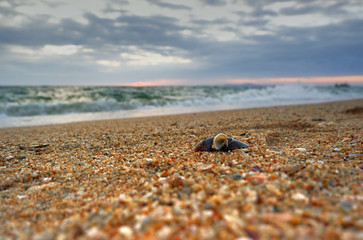 Landscape with a shell