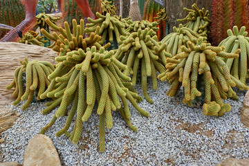 Cacti in the garden
