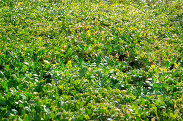 green vibrant boxwood (Búxus) bush texture