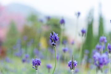 Fototapeta na wymiar Close-up purple flowers on blue sky background, lavender flowers in garden