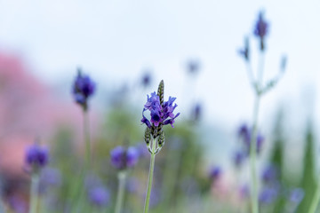 Close-up purple flowers on blue sky background, lavender flowers in garden