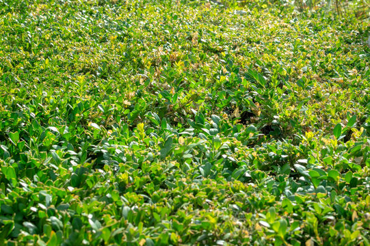 green vibrant boxwood (B&uacute;xus) bush texture