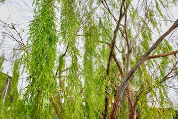 Fototapeta premium trees in the forest