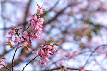 Prunus cerasoides flowers or wild himalayan cherry pink flower