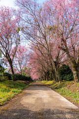 Obraz premium Prunus cerasoides flowers or wild himalayan cherry pink flower