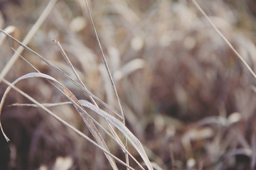 Fototapeta premium dry brown grass background