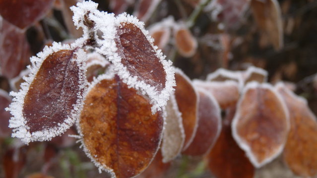 frostbereifter Quittenbaum