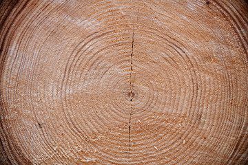 tree trunk after harvest in forest