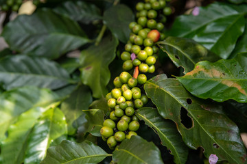 Close-up young coffee beans on tree