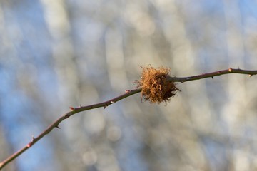 Dry flower in winter background.