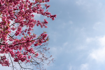 Prunus cerasoides flowers or wild himalayan cherry pink flower