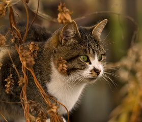 Grey striped cat, with green eyes, in the autumn garden