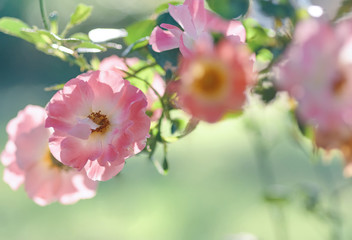 Close-up view of pink flower in bloom