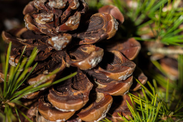 Strobilo, commonly called pine cone, used in Christmas decorations