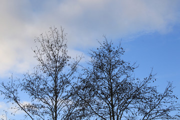 empty tree tops and sky with clouds on the background