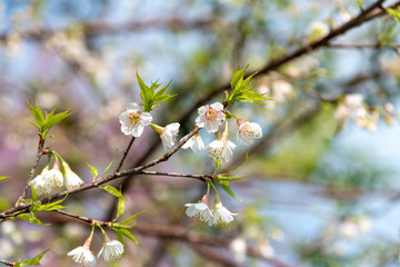 Prunus cerasoides flowers or wild himalayan cherry pink flower at Khunwang, Chiangmai Thailand