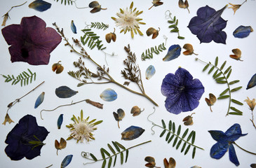 Floral pattern with flowers of petunia, aster, lupine and bindweed and green leaves and herbs...
