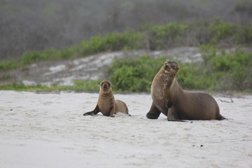 Seal on the beach