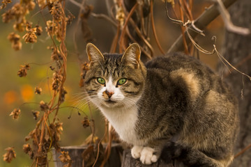 Grey striped cat, with green eyes, sits on a stump in a dry autumn garden