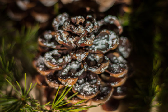 Strobilo, commonly called pine cone, used in Christmas decorations