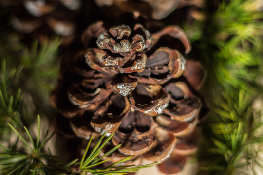 Strobilo, commonly called pine cone, used in Christmas decorations
